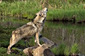 Timber wolf howling at the edge of a pond