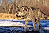 Adult wolf walking in a shallow river