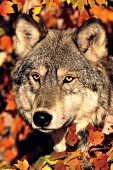 Adult wolf in autumn foliage