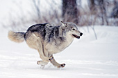 Gray wolf running in snow