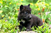 Black wolf pup in spring foliage