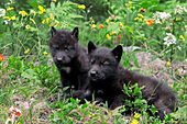Pair of black wolf pups in spring foliage
