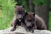 Pair of black wolf pups