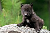 Curious black wolf pup