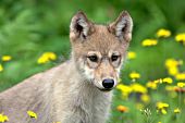 Wolf pup in spring flowers