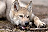 Wolf pup chewing on a stick