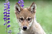 Wolf pup & lupine