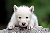 White wolf pup