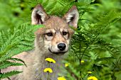 Wolf pup surrounded by ferns