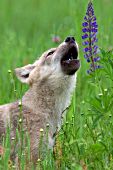 Howling wolf pup and lupine