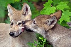 Brotherly Love