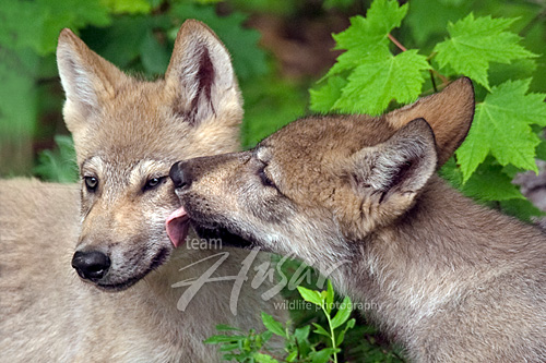 Wolf pup greeting its sibling with a lick Minnesota *