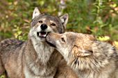 Young wolf greeting an adult