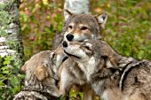 Two juvenile wolves greeting an adult