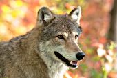 Autumn portrait of a timber wolf