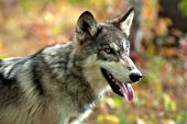 Adolescent wolf portrait (autumn)