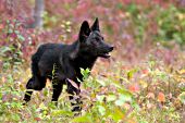 Black wolf pup in autumn foliage