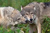 Adolescent wolf greeting an adult