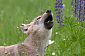 Wolf pup howling in a meadow of lupine
