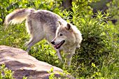 Timber wolf in summer foliage