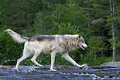 Timber wolf walking across a shallow river