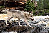 Timber wolf walking across a swift-moving river