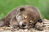 Young wolf pup sleeping on a log
