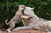 Wolf pup playing with alpha male