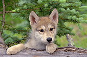 Curious wolf pup resting on a log