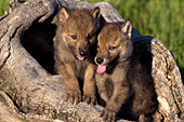 Pair of wolf pups playing in a hollow log