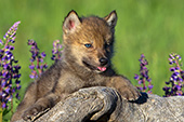 Wolf pup & lupines