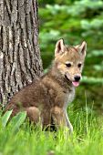 Gray wolf sitting at the base of a tree