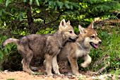 Wolf pup tugging on its sibling's fur