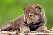 Young wolf pup resting on a log