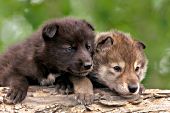 Black & gray wolf pups