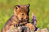 Wolf pup resting on a log