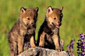 Twin wolf pups & lupine