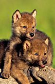 Twin wolf pups resting on a log