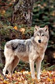 Timber wolf in autumn foliage