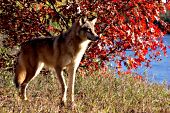 Timber wolf standing on a river bank near autumn foliage