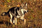 Young wolf running in autumn grass