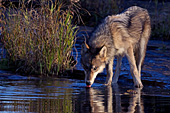 Adolescent wolf getting a drink