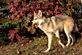 Adolescent wolf in autumn foliage