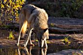 Gray wolf drinking from a shallow pool of water