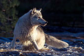 Gray wolf in a shallow river