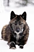 Black wolf resting in snow