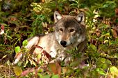 Adult wolf resting in autumn foliage
