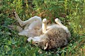 Adult wolf rolling in grass