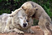 Wolf pup climbing on its mother