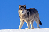 Adolescent wolf standing on a snow-covered ridge